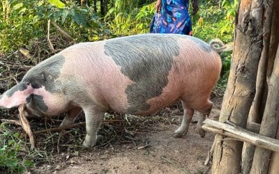 A transformative tail: A story about how one pig changed so many lives